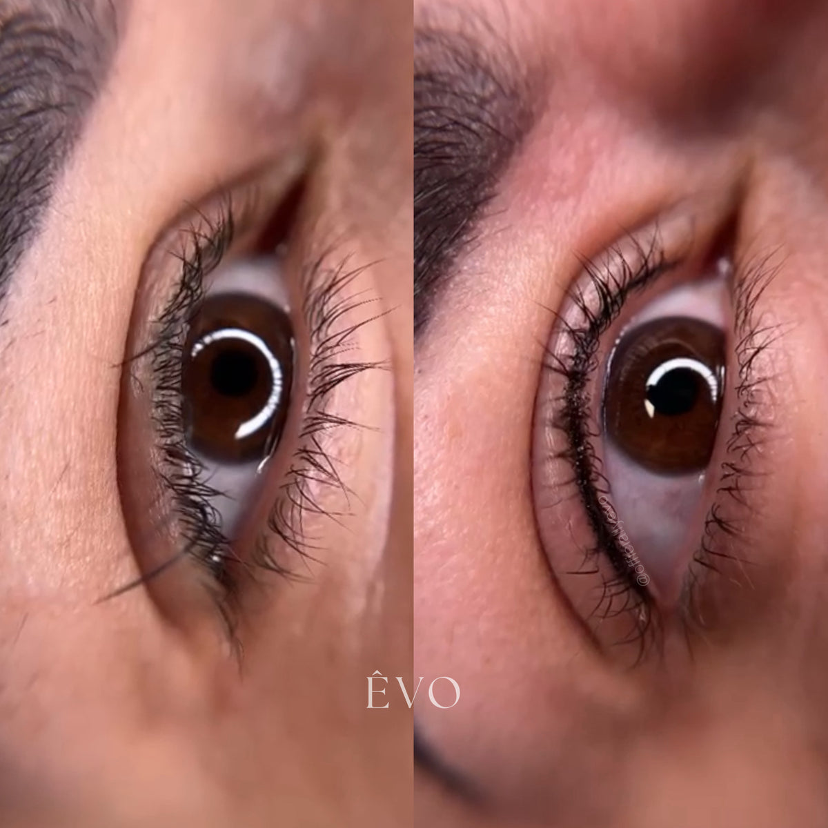 ÊVO gallery result